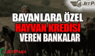 Bayanlara Hayvan Kredisi Veren Bankalar ve Kurumlar