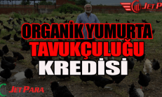 Organik yumurta tavukçuluğu kredisi nasıl alınır
